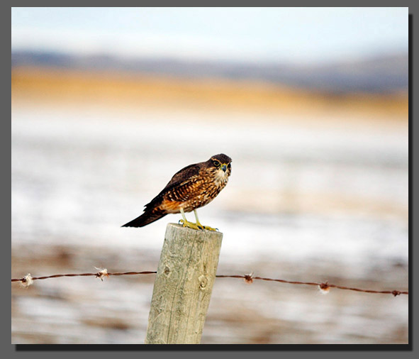 Karearea NZ Falcon in the Maniototo Landscape