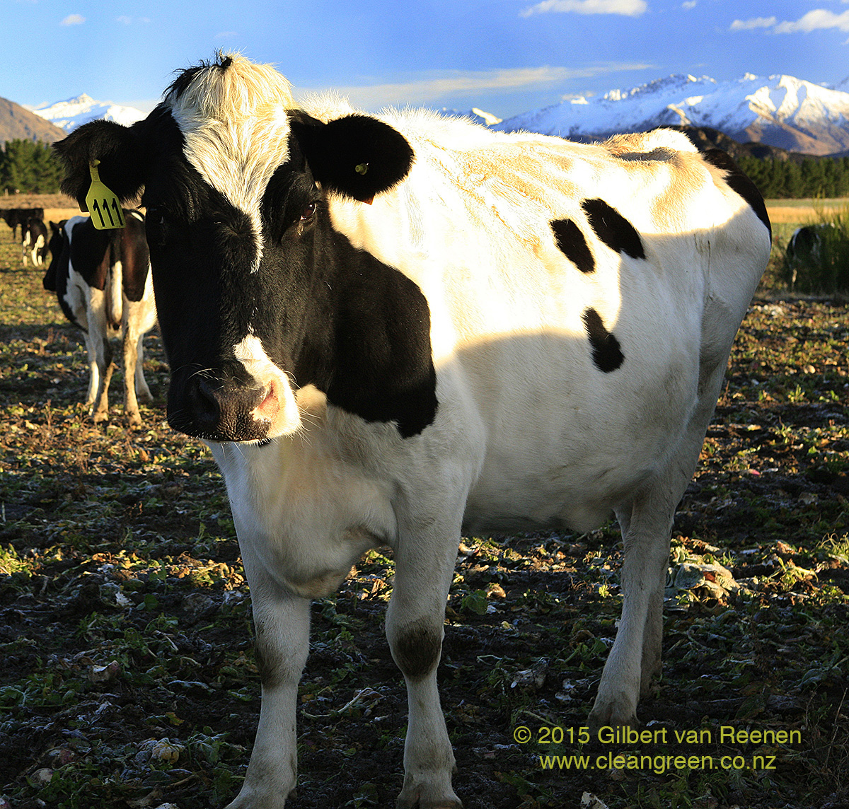 NZ Dairy Farm Images