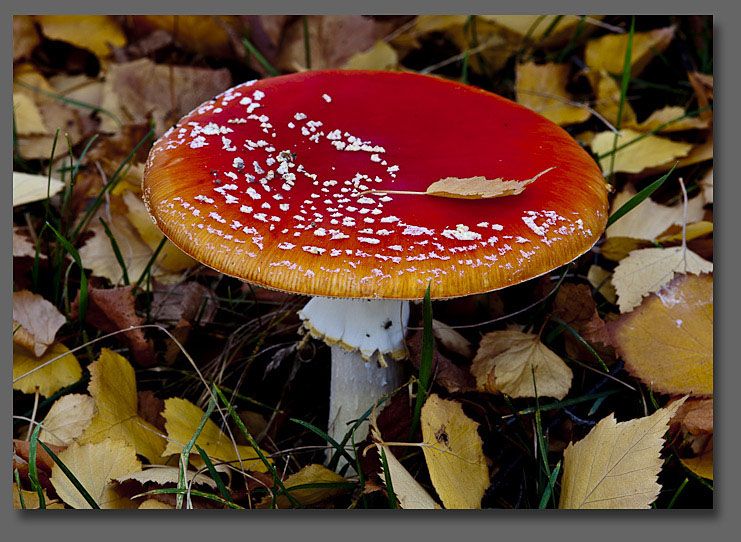 Psychedelic Mushroom Photos