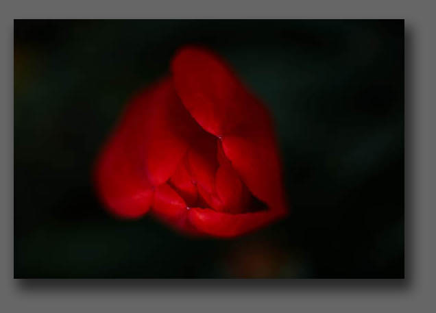 tulip opening
