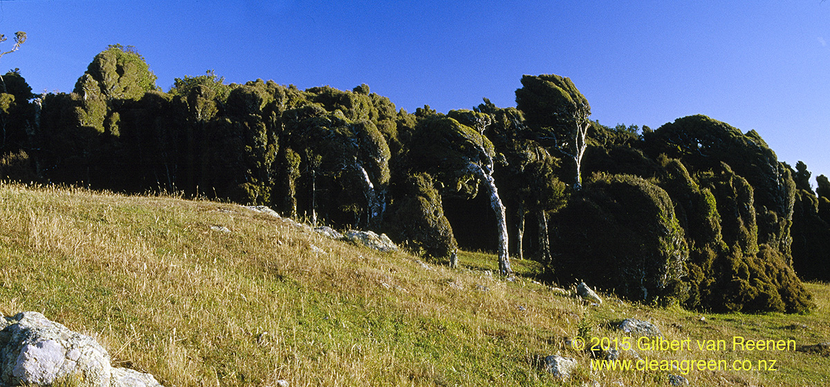 Wind Sculpted Vegetation