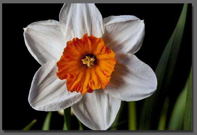 Daffodil Professor Einstein