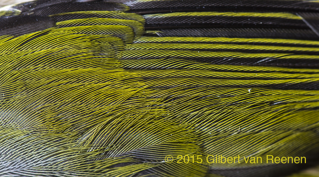 Silver Eye Feather